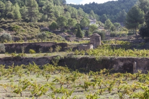 Tines de pedraseca (Bodega Abadal) II