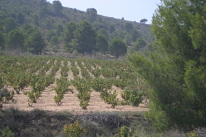 Viñedo de la DO Alicante.