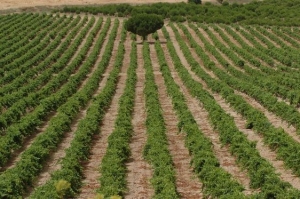 Viñedo propio de Riscal en Rueda.