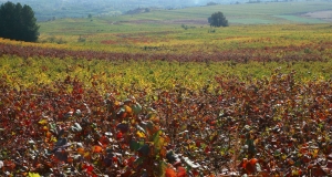 Viñedo