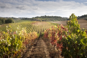 Viñedos de Finca Villatuerta.
