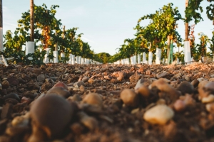 en baja_Suelos_vina_Beronia_Rueda